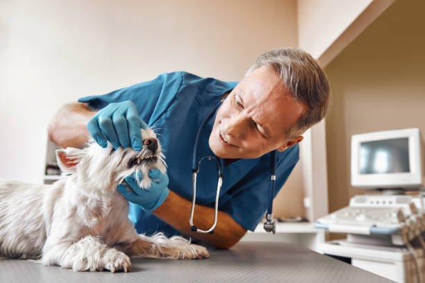 Best Emergency Dental Care for Broken or Chipped Teeth in Centerville, MN